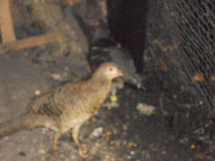 Picture 1299 - AZI 27 08 2012 POZE DIN  FERMA