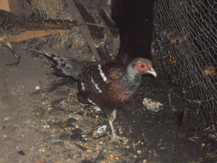 Picture 1303 - AZI 27 08 2012 POZE DIN  FERMA