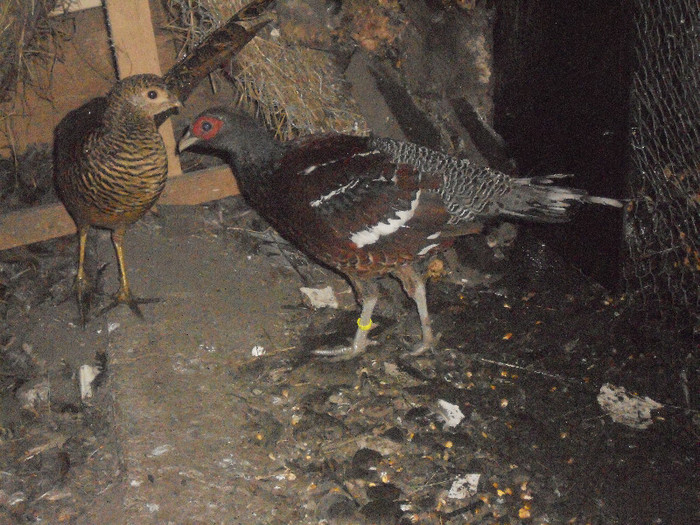 Picture 1304 - AZI 27 08 2012 POZE DIN  FERMA