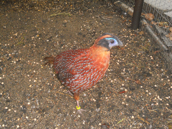 Picture 1310 - AZI 27 08 2012 POZE DIN  FERMA