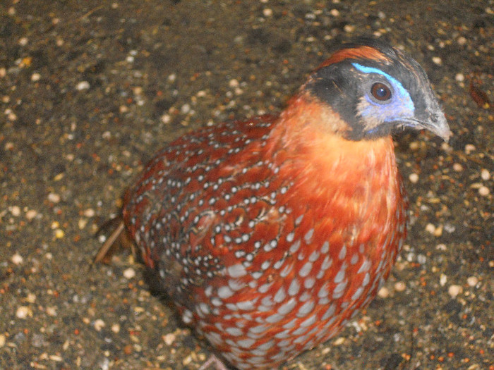 Picture 1311 - AZI 27 08 2012 POZE DIN  FERMA