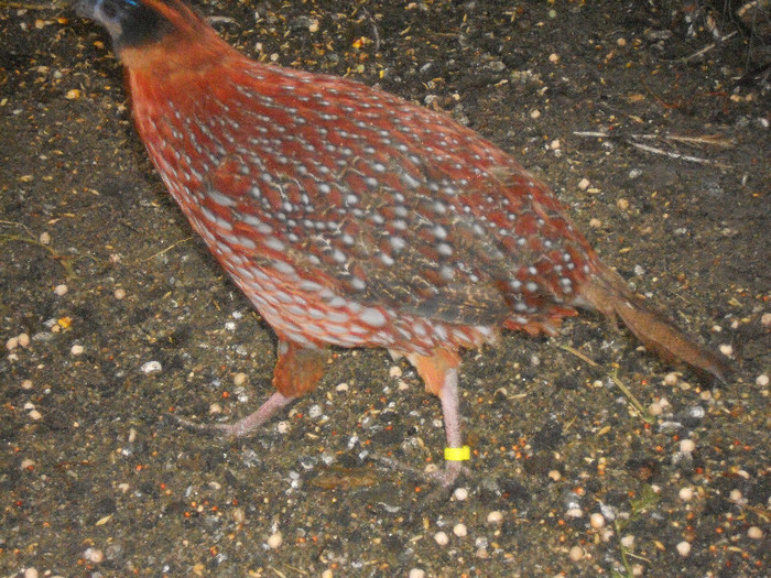 Picture 1313 - AZI 27 08 2012 POZE DIN  FERMA