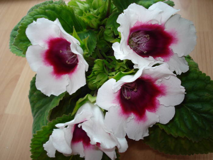  - GLOXINIA  2008 - 2009