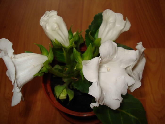  - GLOXINIA  2008 - 2009