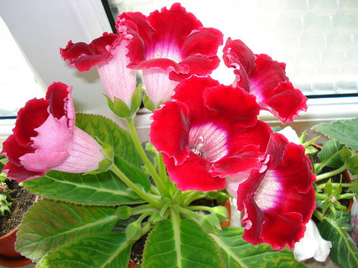  - GLOXINIA  2008 - 2009