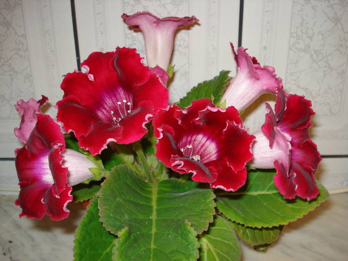  - GLOXINIA  2008 - 2009