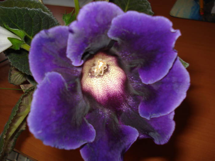  - GLOXINIA  2008 - 2009