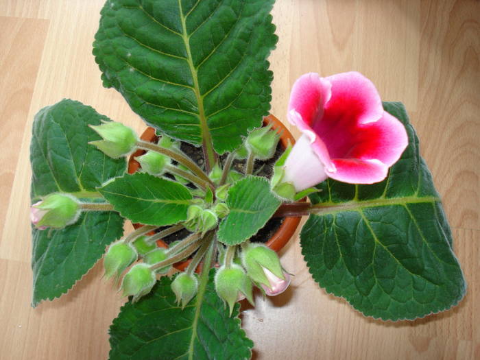  - GLOXINIA  2008 - 2009