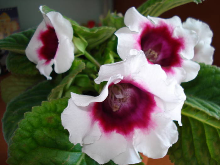  - GLOXINIA  2008 - 2009