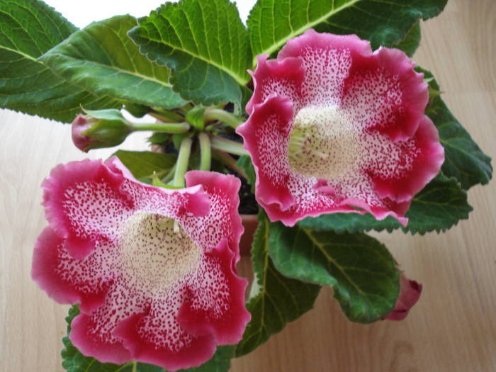  - GLOXINIA  2008 - 2009