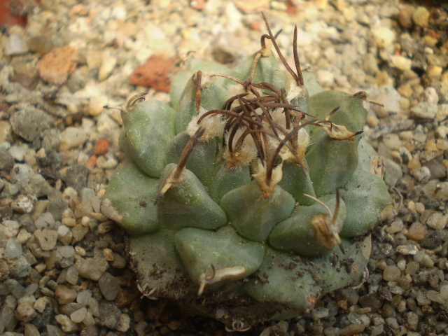 Turbinicarpus alonsoi - Turbinicarpus