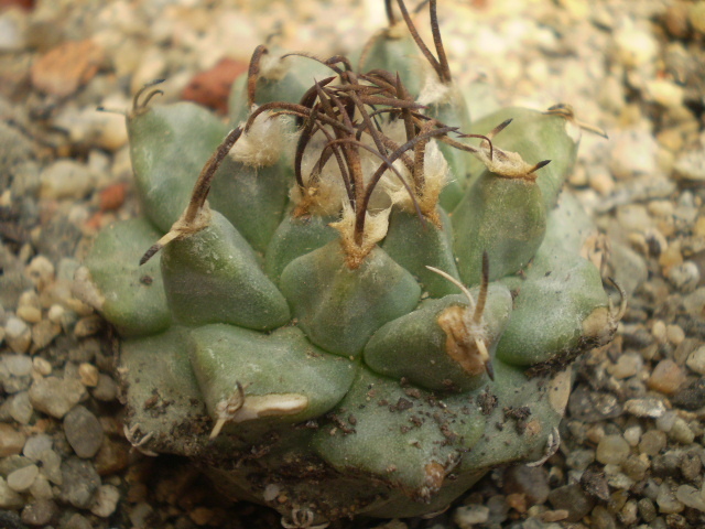 Turbinicarpus alonsoi