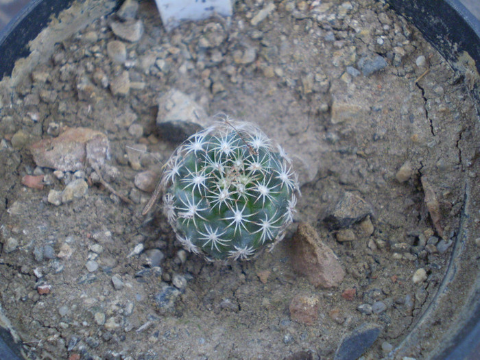 Turbinicarpus lauii