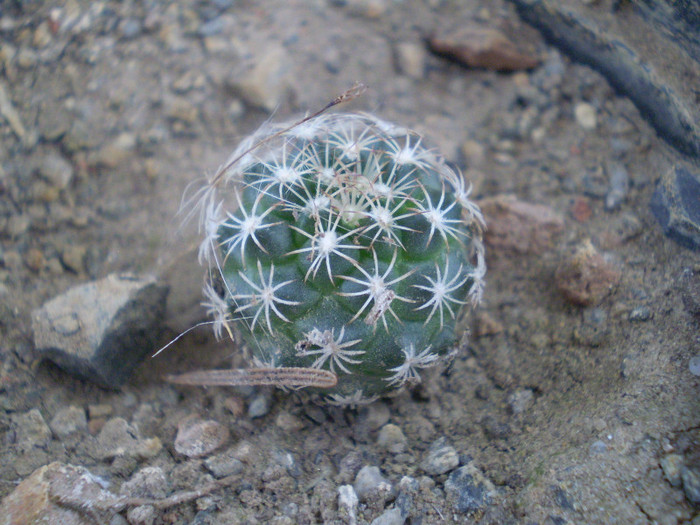 Turbinicarpus lauii - Turbinicarpus