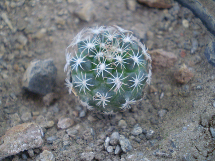 Turbinicarpus lauii - Turbinicarpus