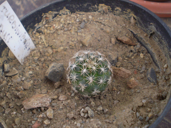 Turbinicarpus lauii - Turbinicarpus