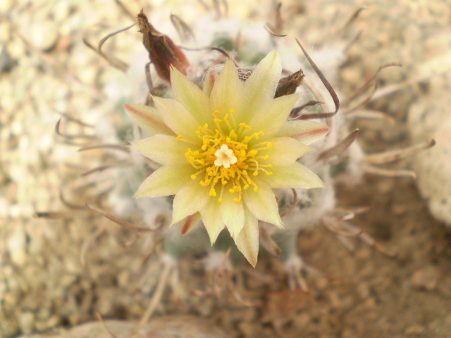 Turbinicarpus schiemdickeanus v. flaviflorus - Turbinicarpus