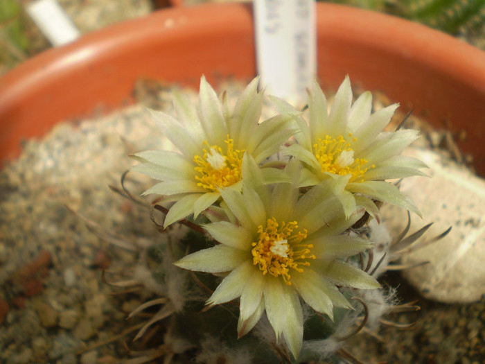 Turbinicarpus schiemdickeanus v. flaviflorus