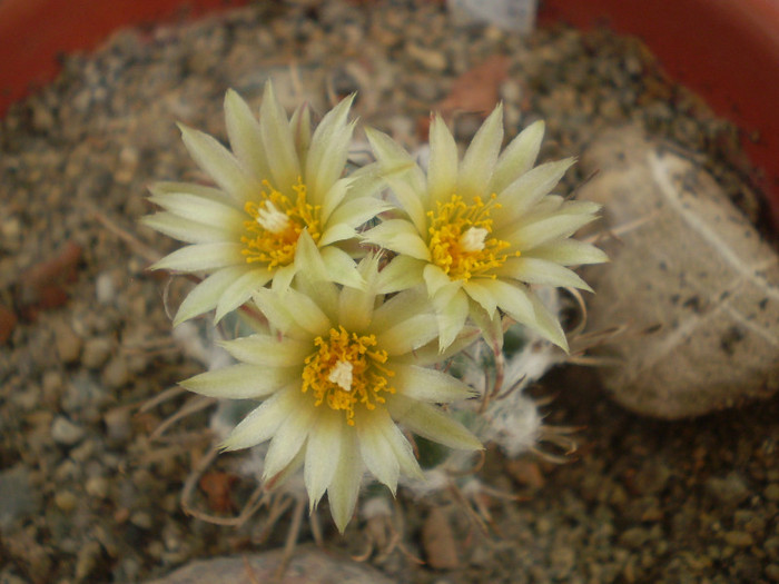 Turbinicarpus schiemdickeanus v. flaviflorus - Turbinicarpus