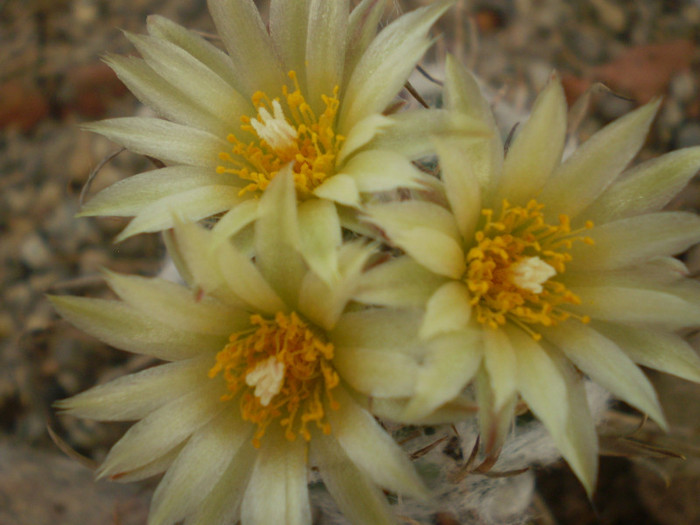 Turbinicarpus schiemdickeanus v. flaviflorus - Turbinicarpus