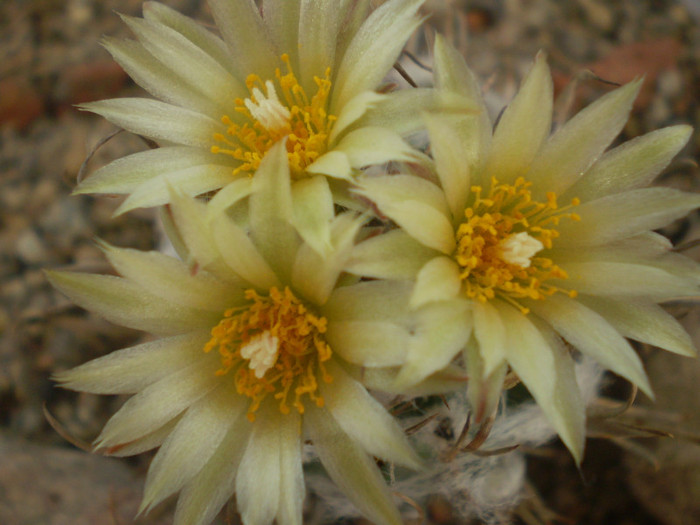 Turbinicarpus schiemdickeanus v. flaviflorus - Turbinicarpus