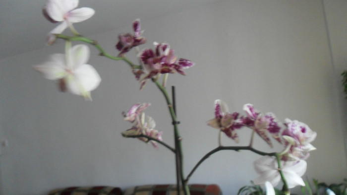 toate orhideele cu flori, la aceasta data 007 - frumoasele mele