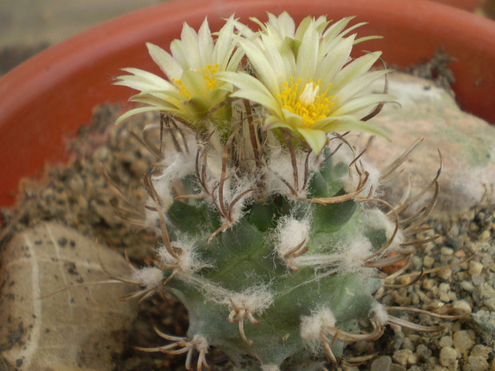 Turbinicarpus schiemdickeanus v. flaviflorus - Turbinicarpus