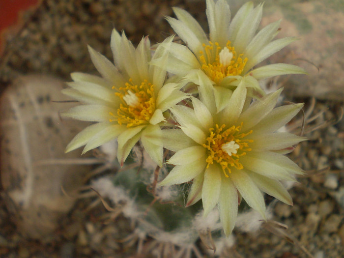 Turbinicarpus schiemdickeanus v. flaviflorus