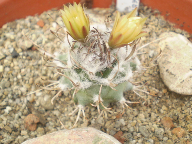 Turbinicarpus schiemdickeanus v. flaviflorus