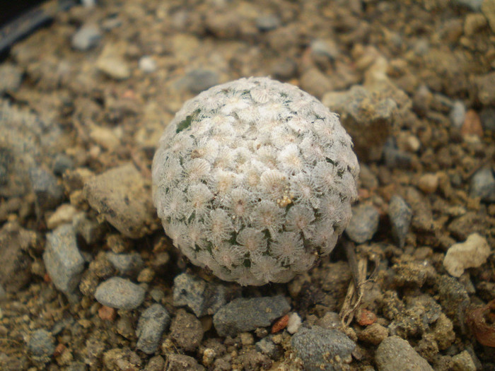 Turbinicarpus valdezianus - Turbinicarpus