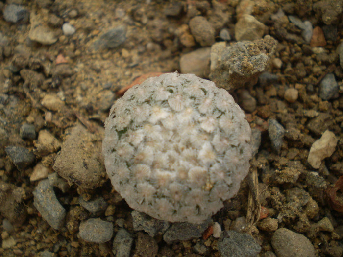 Turbinicarpus valdezianus - Turbinicarpus