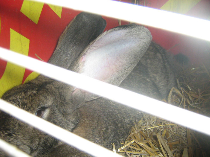 femela 1 urias gri german - iepuri 2012