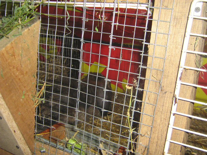 580 - iepuri 2012