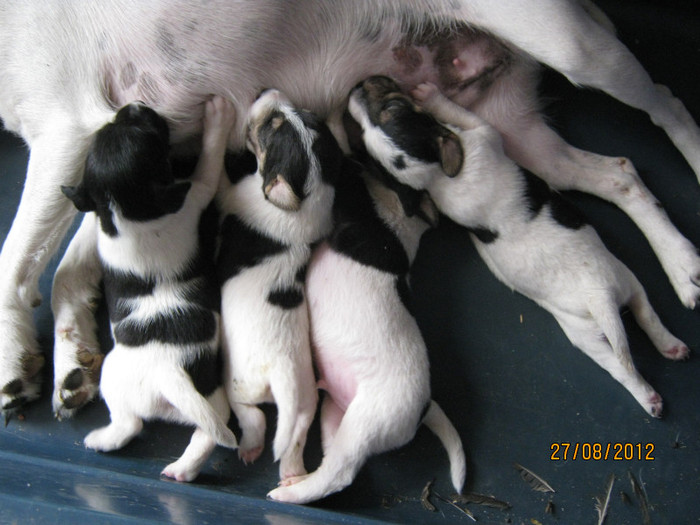 1734 3 Cateluse 450 Lei Bucata - A B Agentii de Paza SANDRA Foxterrier Catea cu par Neted GlatFox