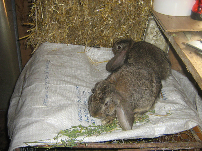 femela 2 luni - iepuri de vanzare  2012