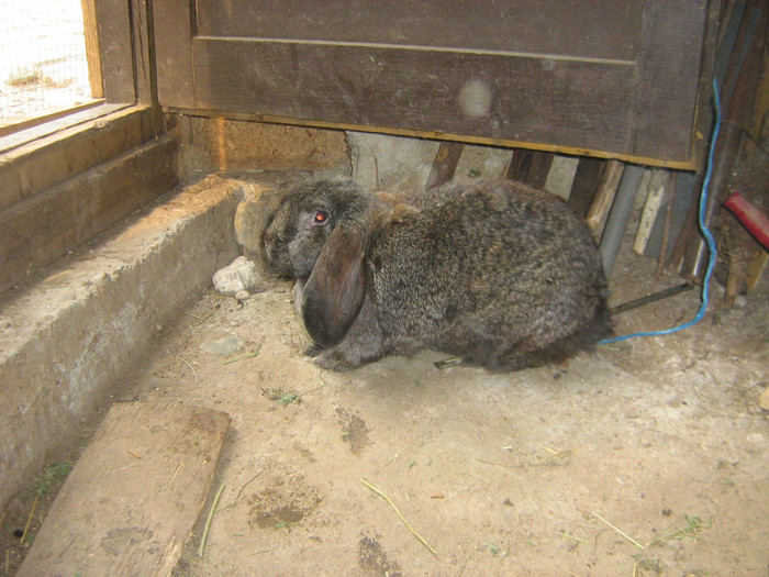 femela 1 - iepuri de vanzare  2012