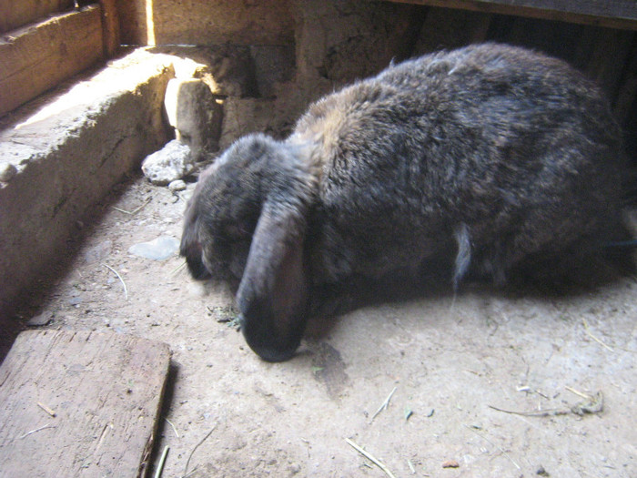 femela 1 - iepuri de vanzare  2012