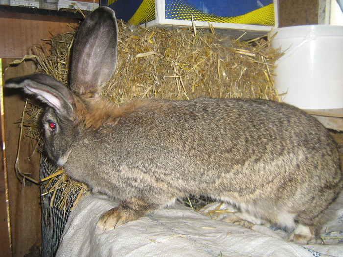 femela1 - iepuri de vanzare  2012