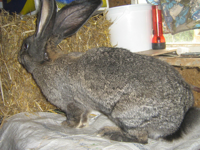 mascul grifier 3,5 luni - iepuri de vanzare  2012