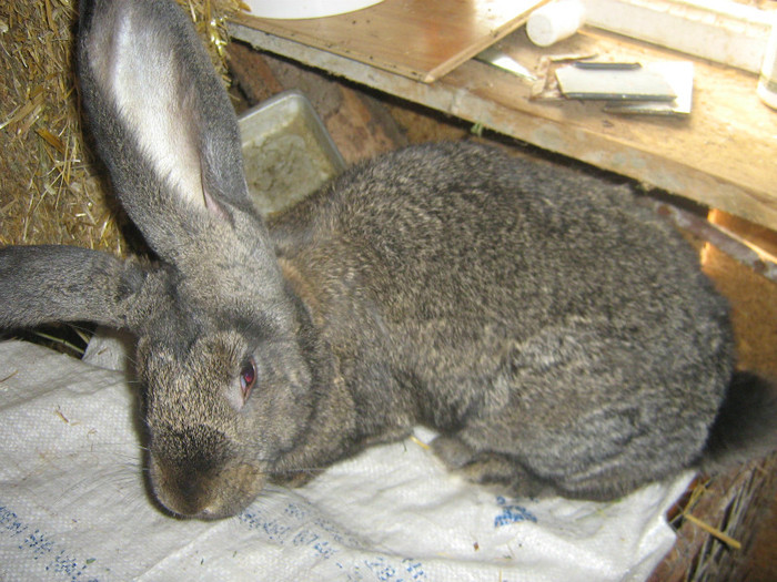 474 - iepuri de vanzare  2012