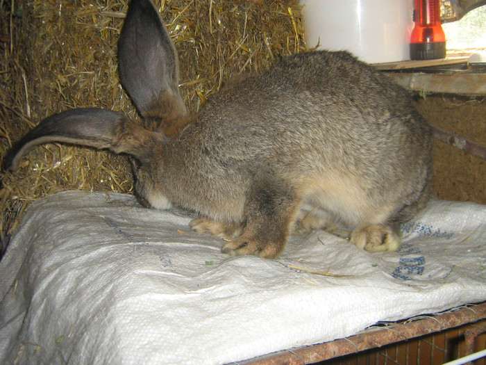 476 - iepuri de vanzare  2012