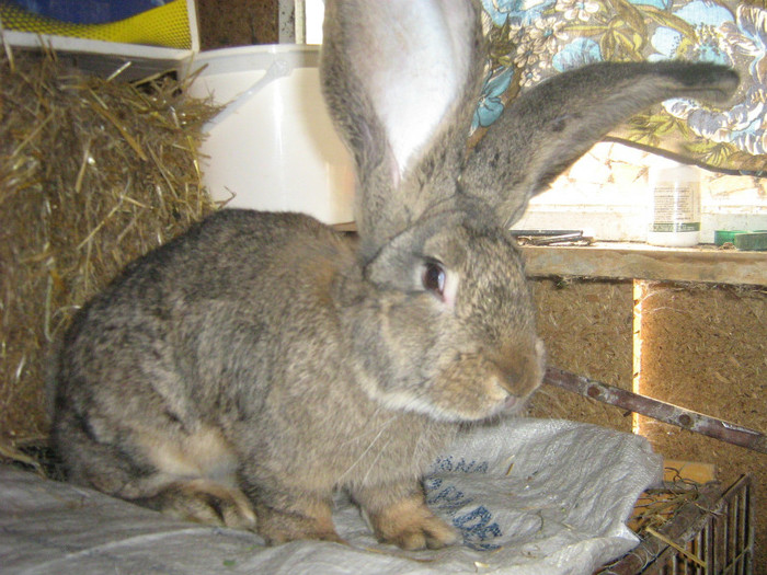 mascul urias gri german 3,5 luni - iepuri de vanzare  2012