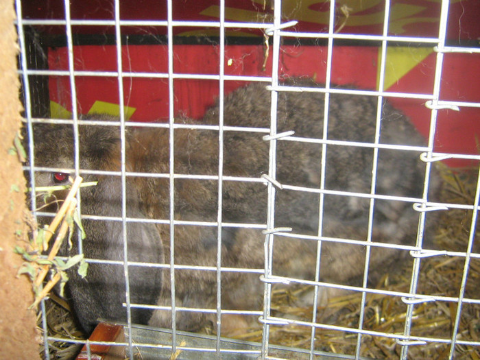 mascul berbec - iepuri de vanzare  2012