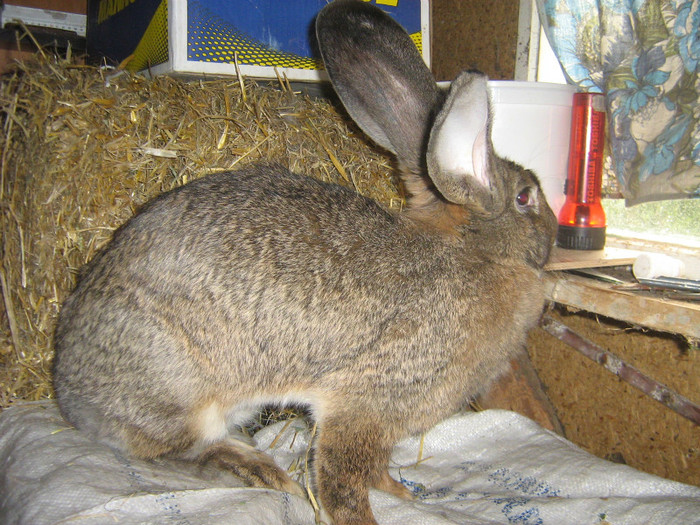 femela 2 - iepuri de vanzare  2012