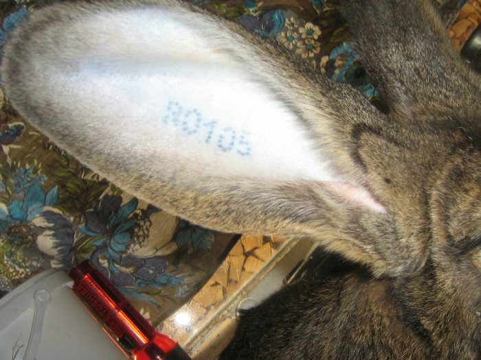 femela2 - iepuri de vanzare  2012