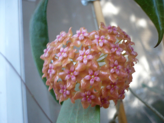 P1170872 - HOYA 2012