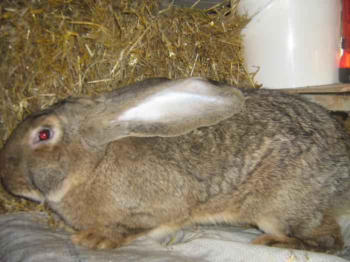 mascul 6 luni - iepuri de vanzare  2012