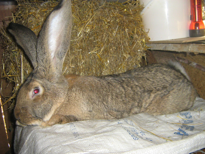 mascul 6 luni - iepuri de vanzare  2012