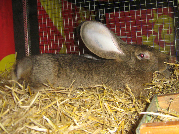 femela 6 luni - iepuri de vanzare  2012