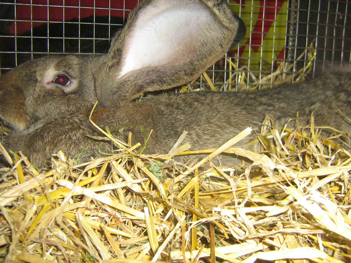 mascul3,5 luni - iepuri de vanzare  2012